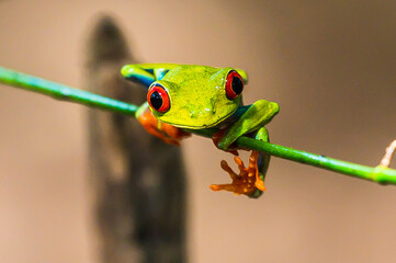 Canvas Print - Red-eyed Tree Frog, Agalychnis callidryas, sitting on the green leave in tropical forest in Costa Rica.