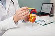 Doctor showing a structure and anatomy of a human heart using a medical teaching model of a heart, pointing with a pen to aorta