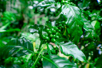 coffee cherries on branch with green background in north thailand