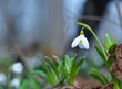 © haidamac - One beautifull white snowdrop in spring forest