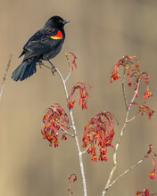 Red Winged Blackbird Singing