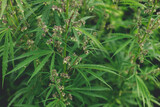 Fototapeta Do akwarium - Cannabis Sativa flowers on green background. Cannabis Sativa male blooming in garden. Hemp