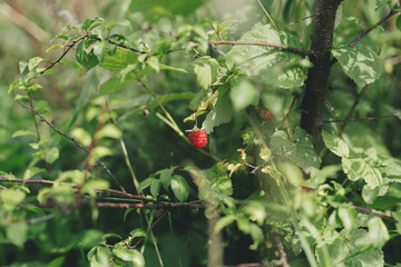 Wall Mural - Ripe raspberry on branch among trees and green leaves in sunny summer garden. Vitamins season