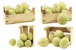 fresh cherimoya fruits (Annona cherimola) in a wooden crate on a white background