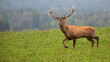 © WildMedia - Red deer stag moving on meadow with woodland in background