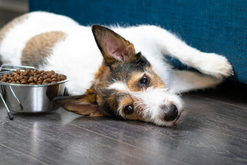 Sad, unhappy dog lies in front of a bowl of dry food. Concept of refusal to eat food for pets, veterinary diseases