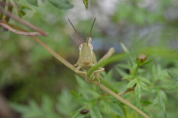 green grasshoper