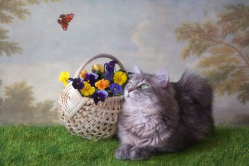 Pretty gray kitty and basket of pansies flowers