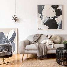 Stylish And Scandinavian Living Room Interior Of Modern Apartment With Gray Sofa, Design Wooden Commode, Black Table, Lamp, Abstrac Paintings On The Wall. Beautiful Dog Lying On The Couch. Home Decor.