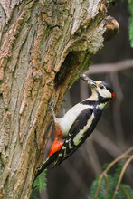 Great Spotted Woodpecker Holding Insect On Tree In Spring
