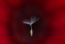 A Floating Dandelion Seed Naturally Lit Against A Deep Red Backdrop To Give Contrast To Show The Delicate Ethereal Fibres.