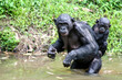 Female bonobo carrying her child on her back walking into the water