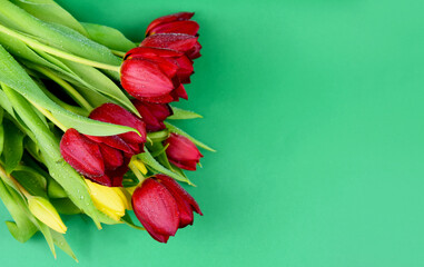 Wall Mural - Beautiful red and yellow tulips isolated on a green background top view stock images. Fresh dewy tulips on a green background with copy space for text stock photo. Bouquet of colorful tulips frame