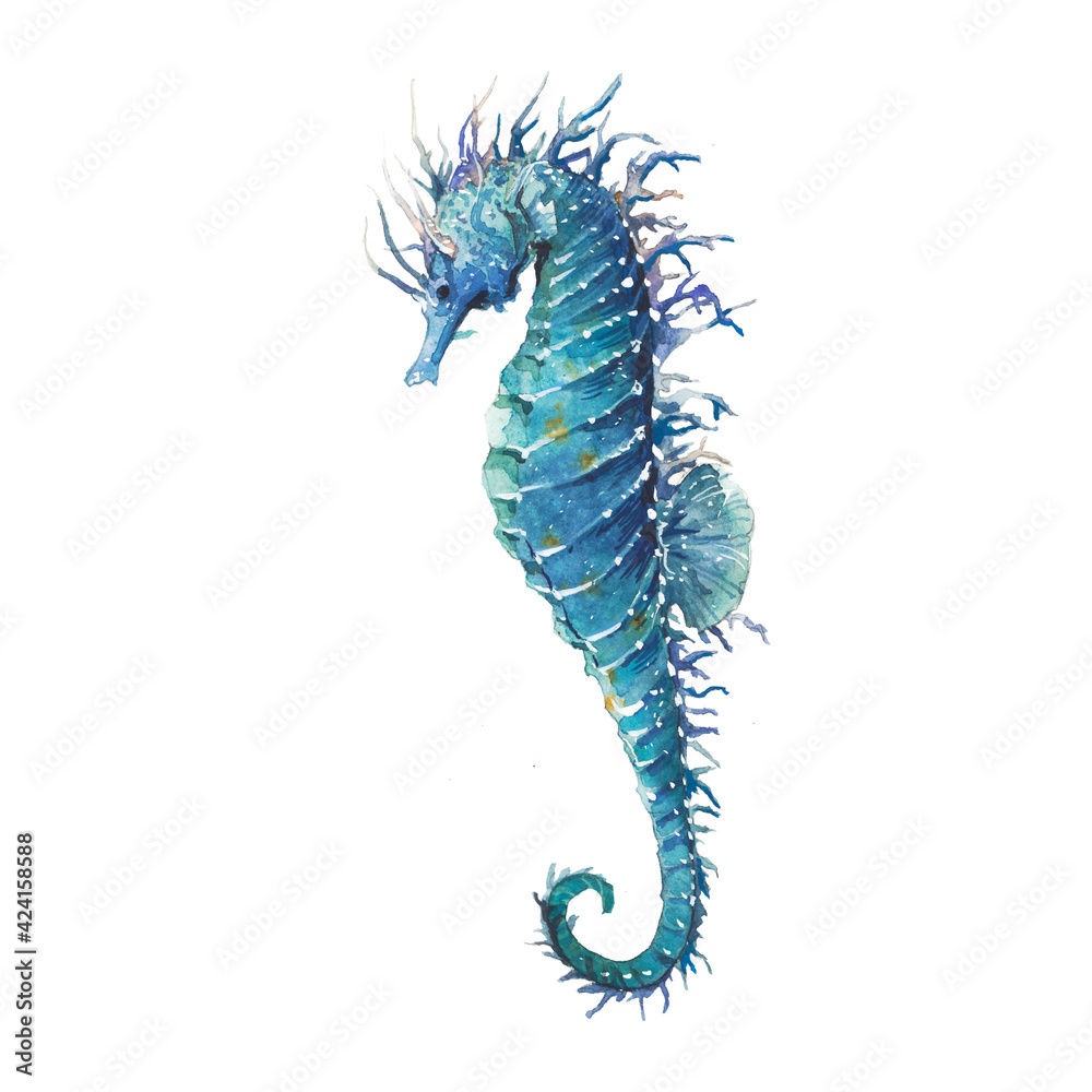 Watercolor blue sea horse illustration. Seafood object isolated on white background. Marine animal artwork - obrazy, fototapety, plakaty 