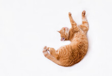Top View Of A Ginger Cat With Outstretched Paws. The Cat Is Stretching In Bed. Isolate.