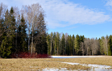 a forest clearing in spring, snow melts on last years yellow grass, a bright blue sky with clouds, f