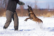 Angry Belgian Shepherd dog Malinois attacking the decoy helper to bite a special soft sleeve during the protection training time outdoors in winter