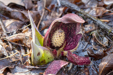 Poster - Skunk cabbage (Symplocarpus foetidus)
is one of the first native  plants to grow and bloom in early spring in the Wisconsin.