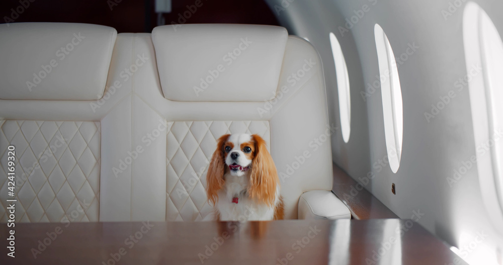 Small dog cocker spaniel on board of luxurious plane - obrazy, fototapety, plakaty 