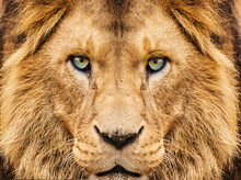 Close Up Of A Lion Looking At Camera