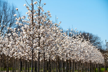 young white magnolia trees in blossom growing on plantation on tree nursery farm in north brabant, n