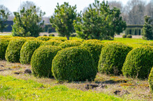 Trees And Box Topiary Balls Plants Growing On Plantation On Tree Nursery Farm In North Brabant, Netherlands