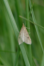 Moth (Botys Chiffré (Udea Numeralis)) On A Blade Of Grass