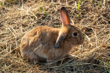 Fluffy brown bunny rabbit sitting on the dry grass over environment natural light background. Furry cute wild-animal single at outdoor. Easter animal concept.