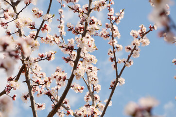 Apricot tree branches in flowers in spring.