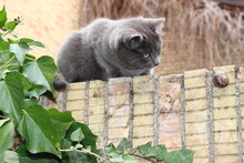A Gray Cat And A Snail On The Brick Wall, The Cat Is Looking At The Snail.