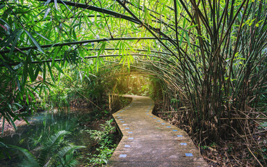 Wall Mural - pathway through tropical green plants,tha pom,krabi ,thailand.
