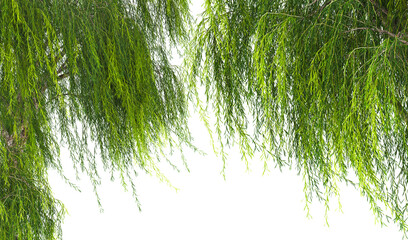 Texture of willow branches on a white background 3d illustration