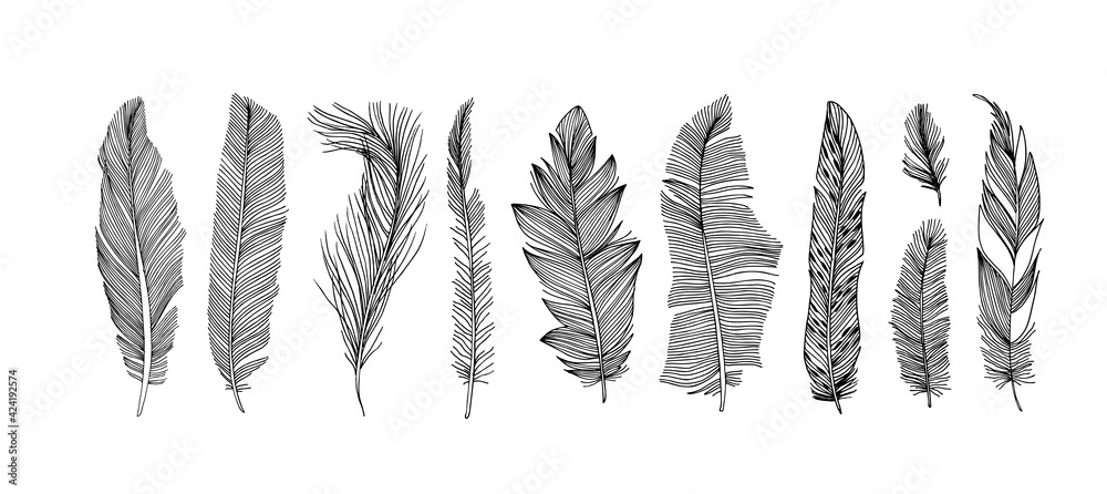 Hand drawn black fluffy feathers. Vector black and white ink sketch ...
