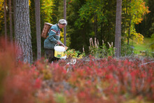 Senior Woman In Autumn Forest Picking Berries