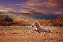 Wild Foal In The New Forest England UK Europe