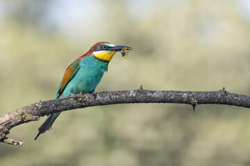 portrait of european bee eater with wasp in the beak (merops apiaster)