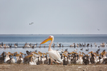 Poster - Pink pelicans with chicks on the shore of Lake Manich-Gudilo in Kalmykia, Russia