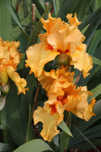 Gold Irises In A Garden