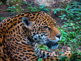 jaguar in zoo