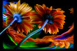 Two orange gerbera flowers and their reflections in a crooked mirror, as well as improvisation with colorful light in the background