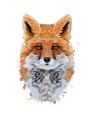 Wall Mural - fox head portrait from a splash of watercolor, colored drawing, realistic. vector illustration of pa