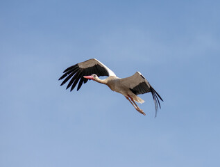 Wall Mural - White Stork (Ciconia Ciconia) flying