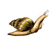 Garden snail from a splash of watercolor, colored drawing, realistic. Achatina giant. Vector illustration of paints