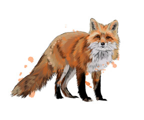 Wall Mural - fox from a splash of watercolor, colored drawing, realistic. vector illustration of paints
