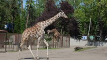 Giraffe Walks And Chews At Open Air Zoo In Slow Motion
