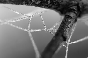spider web with dew drops
