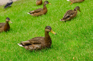 Ducks on the green grass. Beautiful background from birds.