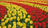 Fototapeta Tulipany - Red & Yellow Tulips Curved Flowerbed at Keukenhof Flower Garden, Holland