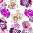 Beautiful floral background of orchids. Isolated