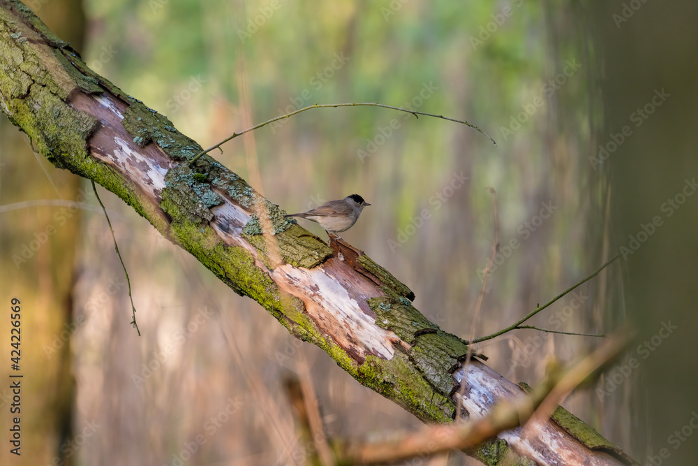 Ptak sikorka uboga (Poecile palustris) odpoczywa na pniu w lesie gdzieś daleko w Polsce - obrazy, fototapety, plakaty 